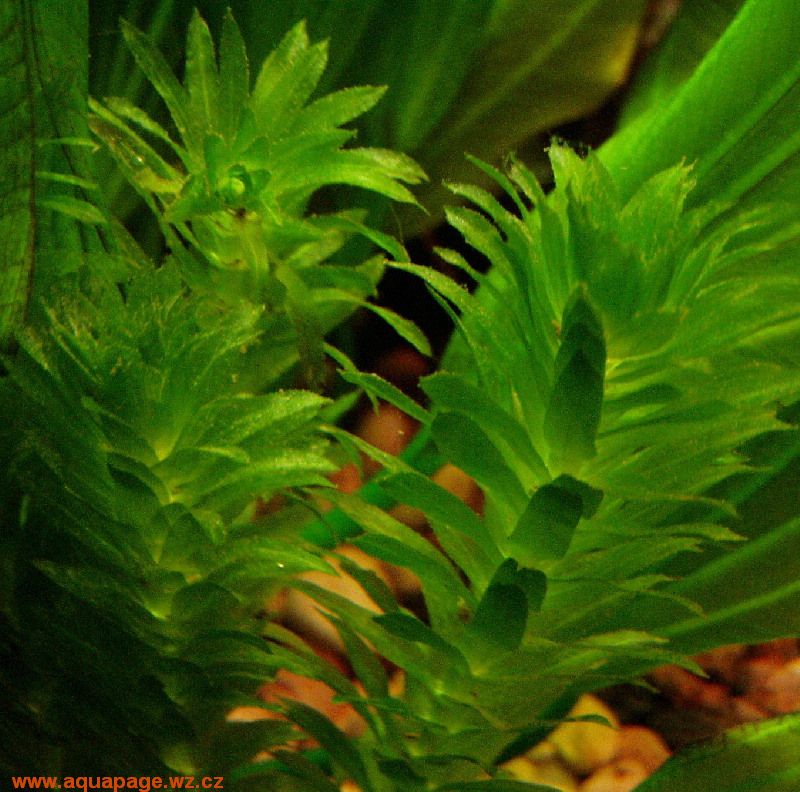 Pondweed